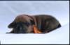 portrtsbwurf019_small.jpg