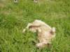 dsc00024_small.jpg