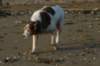 img_1292_small.jpg