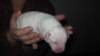 millo_02_small.jpg