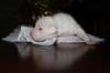 millo_09b_small.jpg