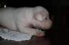millo_09c_small.jpg