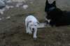 millo_23_small.jpg