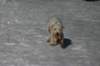 millo_28_small.jpg
