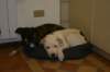 millo_29_small.jpg