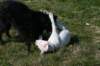millo_35_small.jpg
