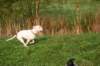 millo_52_small.jpg