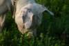 millo_54_small.jpg