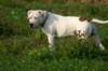 millo_60_small.jpg