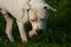 millo_61_small.jpg