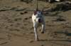millo_67_small.jpg