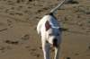 millo_68_small.jpg