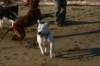 millo_70_small.jpg