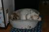 millo_82_small.jpg
