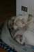 millo_83_small.jpg