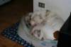 millo_84_small.jpg
