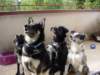 dsc00019_jpg_small.jpg