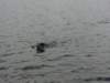 dsc00740_jpg_small.jpg