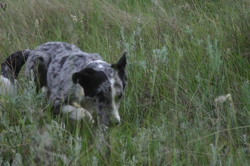 img_1978_jpg.jpg