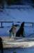 immagine071_jpg_small.jpg