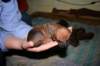 nenni115_jpg_small.jpg