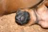 nenni116_jpg_small.jpg