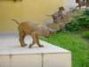 nenni157_jpg_small.jpg