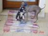 dsc00019b_small.jpg
