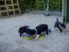 dsc00026_small.jpg