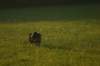 img_6802_small.jpg