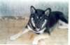 jerry025_jpg_small.jpg