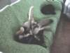 jerry045_jpg_small.jpg