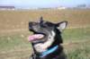 jerry061_jpg_small.jpg