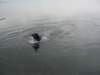 dsc00726_jpg_small.jpg