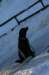 immagine073_jpg_small.jpg