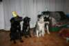immagine016_small.jpg