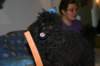 immagine021_small.jpg