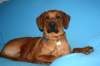 immagine034_small.jpg