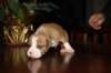 img_0071_small.jpg