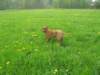 aslan004_small.jpg