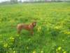 aslan009_small.jpg