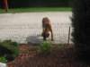 aslan016_small.jpg