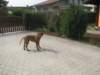 aslan021_small.jpg
