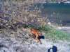 dsc01309_small.jpg