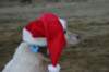img_6661_small.jpg