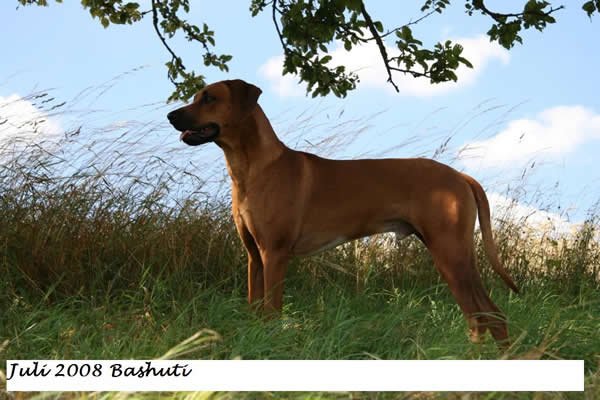 bashuti_08.jpg