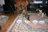 img_2285_small.jpg