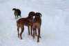 image043_small.jpg