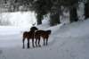 image055_small.jpg