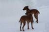 image079_small.jpg